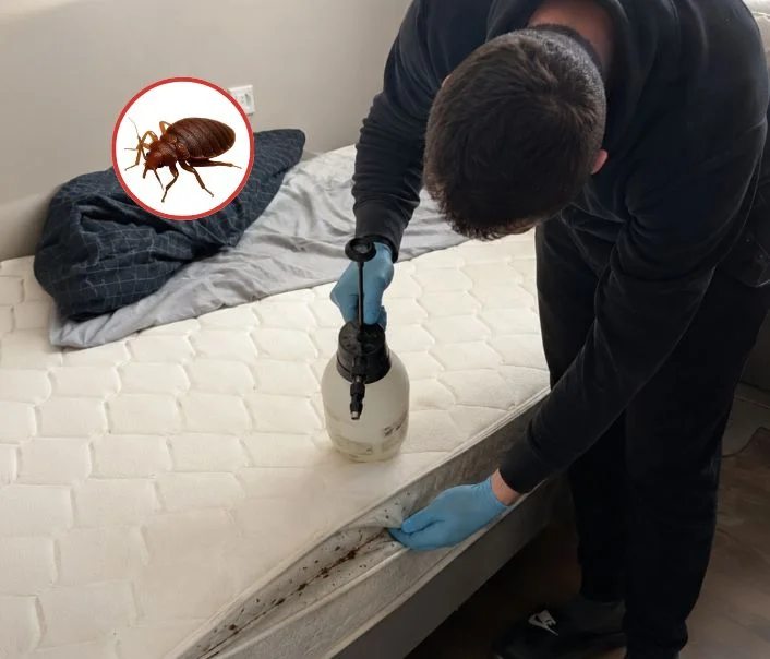 Technicien traitant un matelas contre les punaises de lit à Ferrières-en-Brie